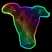 Dog Racing GIF by Greyhounds WA