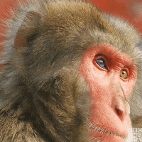 Monkey-stare GIFs - Get the best GIF on GIPHY