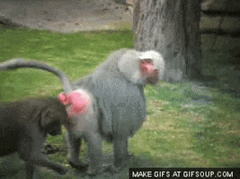 monkey baboon GIF
