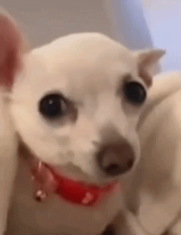 Chihuahua GIF