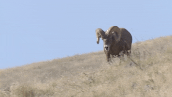Bighorn Sheep GIF by U.S. Fish and Wildlife Service