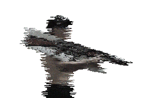 Pablito Lescano Sticker