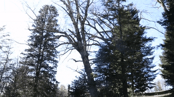Sunny Day Tree GIF by JC Property Professionals