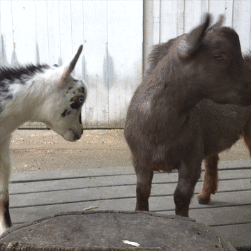Best Friends Love GIF by Oregon Zoo