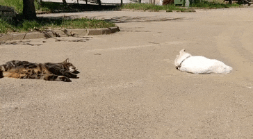 Cat GIF
