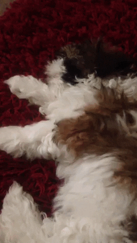 warrenwoodhouse dog loop video puppy GIF