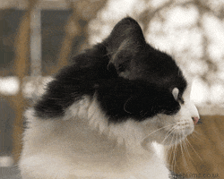 Nervous Cat GIF by sheepfilms