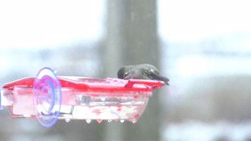 Humming Bird GIF