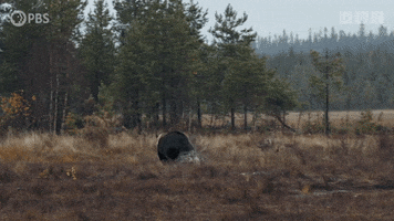 Fight Bear GIF by PBS