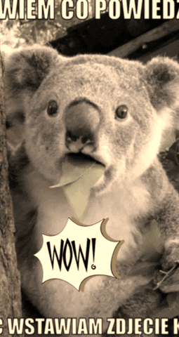 Koalawow GIF