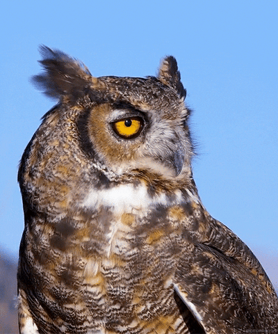 Great Horned Owl Birds GIF - Find & Share on GIPHY