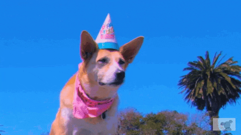 Birthday Party Cute Dog GIF by DOGTV - Find & Share on GIPHY