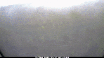 MCSeedcorn GIF
