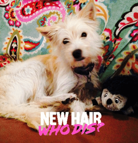 chuber haircut sheldon terrier new hair GIF