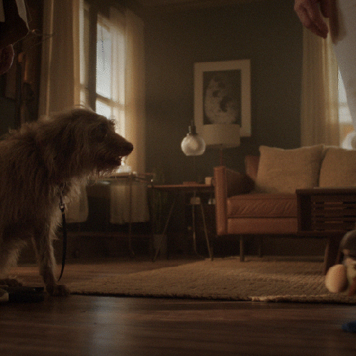 Special Agent Dog GIF by ABC Network