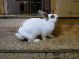 house rabbit society bunny GIF