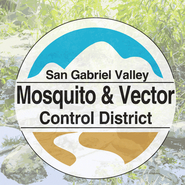 sgvmosquito life animal science health GIF