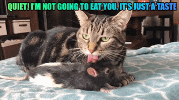 Pet Insurance For Cats GIF