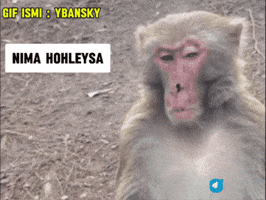 Monkeys GIF