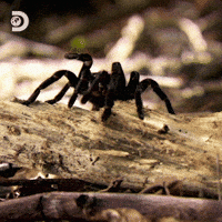 Halloween Fear GIF by Discovery Europe