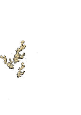 Cheers Shot Sticker by Voelkel