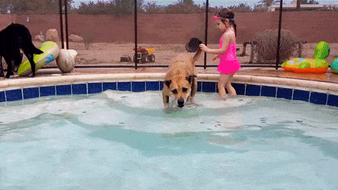 How To Keep Your Dog Cool in Summer ☀️