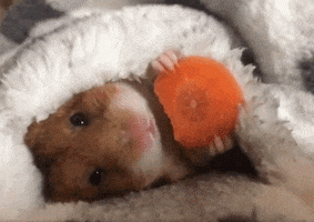 hamster deaths GIF