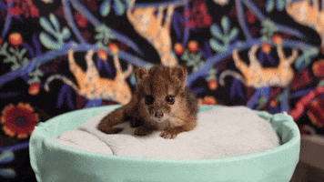 Baby GIF by Storyful