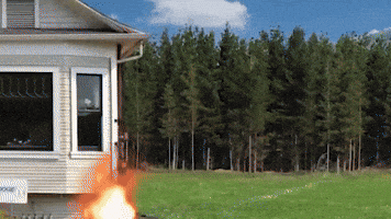 Dog GIF