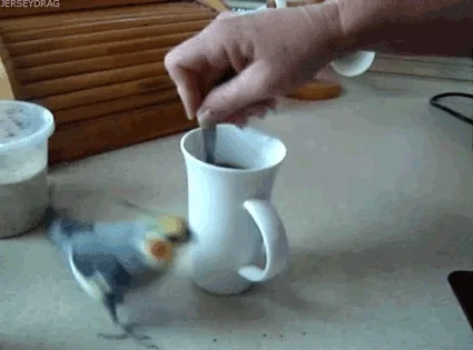 Excited Coffee GIF