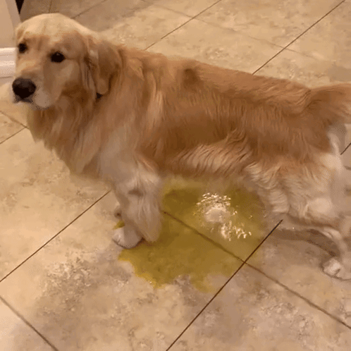 Dog GIF