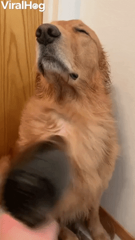 Pup Basks In Blow Dryer GIF by ViralHog