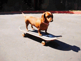 Video gif. Cute brown dachshund rides a skateboard on the street, looking around in confusion.
