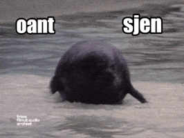 Seal GIF by Fries Film & Audio Archief