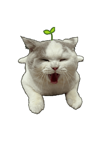 Cat Kitty Sticker