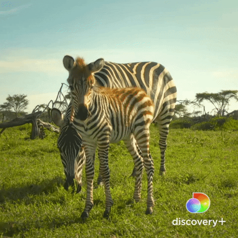 Zebra Safari GIF by Discovery