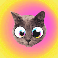 cat GIF by CryptoKitties