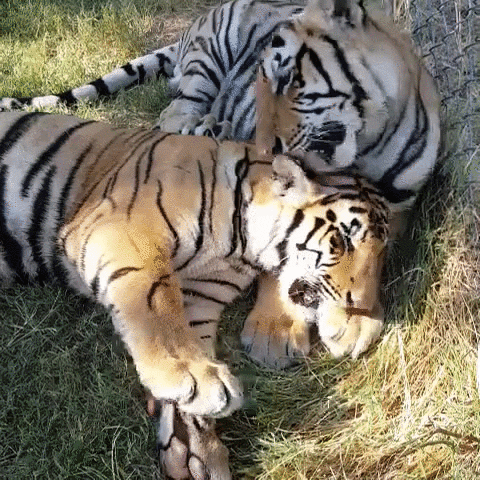 tiger cuddles GIF
