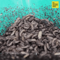 Bugs Insects GIF by 60 Second Docs