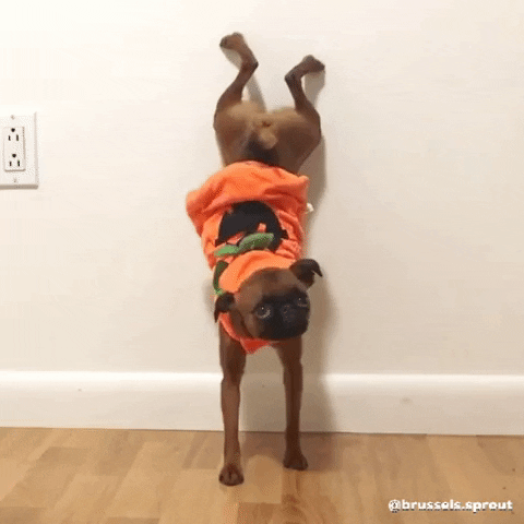 Brussels Griffon Dog GIF by Brussels.Sprout