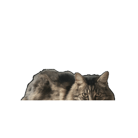 Cat Judging You Sticker