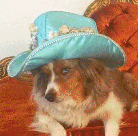 hat dog