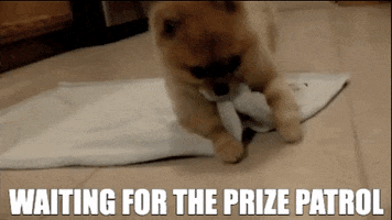 PCHOfficial cute dog money win GIF