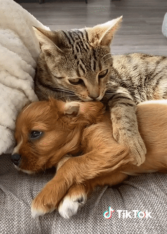 Chat Animaux Gif By Tiktok France Find Share On Giphy