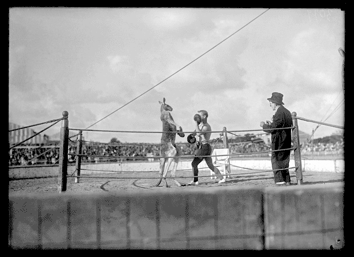 Boxerkangaroo GIFs Find & Share on GIPHY