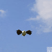 Flying David Tennant GIF by BBC America