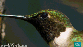 hover natural history GIF by BBC Earth