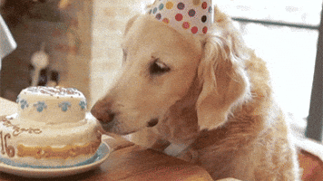 Dogbirthday Gifs Get The Best Gif On Giphy