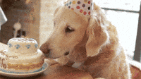 Dog-birthday GIFs - Get the best GIF on GIPHY Dog-birthday GIFs - Get the best GIF on GIPHY
