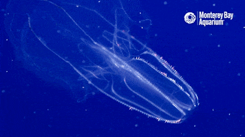comb jellies jellyfish GIF by Monterey Bay Aquarium